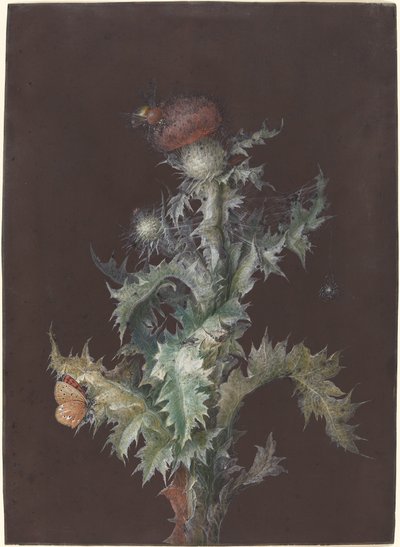 昆虫とアザミ、c。 1755年。 作： Johann Christoph Dietzsch