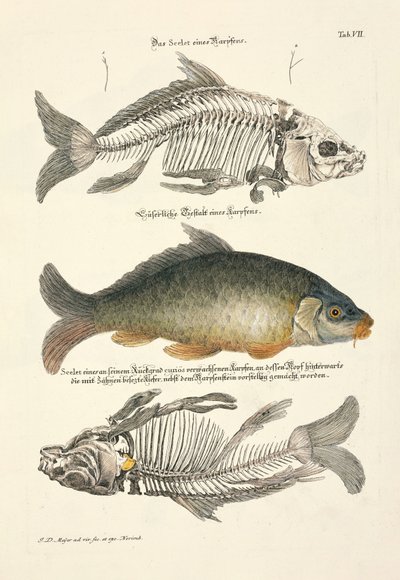 スケルトン・コイ 作： Johann Daniel Meyer