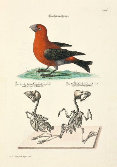 骸骨とクロスビル 作： Johann Daniel Meyer