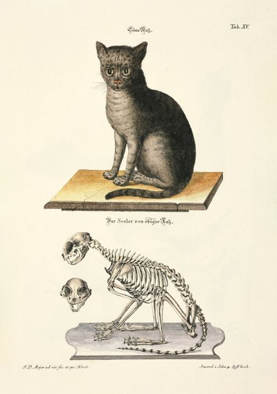 家猫とその骨格 作： Johann Daniel Meyer