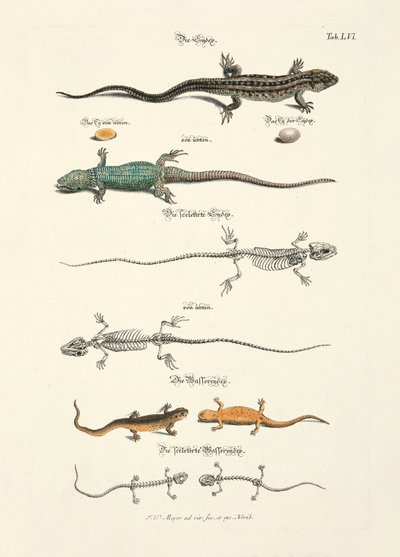 トカゲとその骨格 作： Johann Daniel Meyer