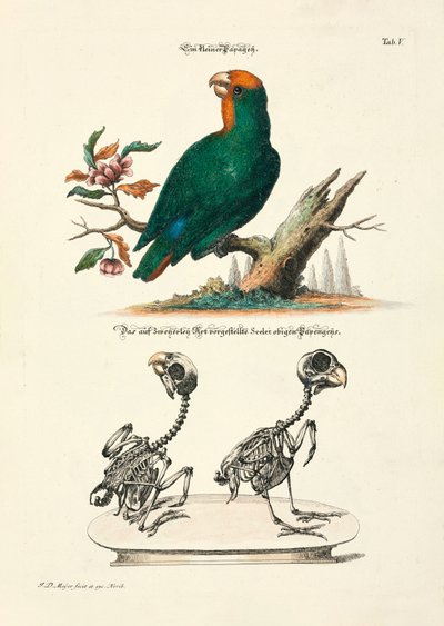 骸骨を持つ小型インコ 作： 