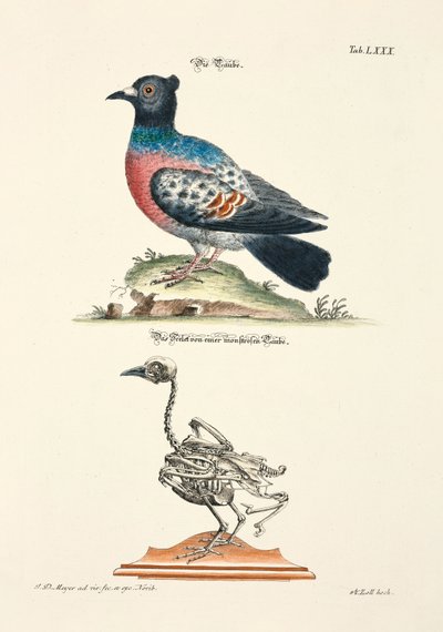 ハトとその骨格 作： 