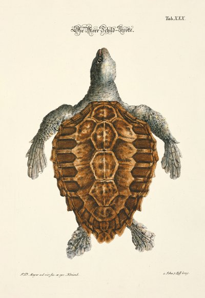 ウミガメ 作： Johann Daniel Meyer