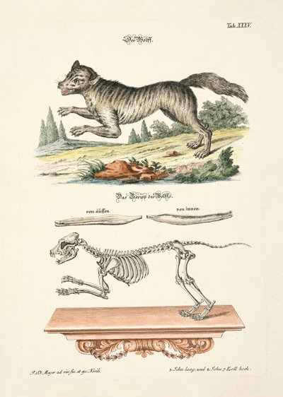 ザ・ウルフ 作： Johann Daniel Meyer