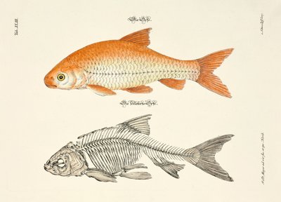 イデとその骨格 作： Johann Daniel Meyer