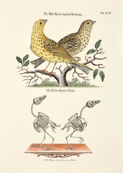 スケルトン・イエローハンマー 作： 