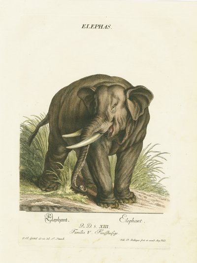  作： Johann Elias Ridinger