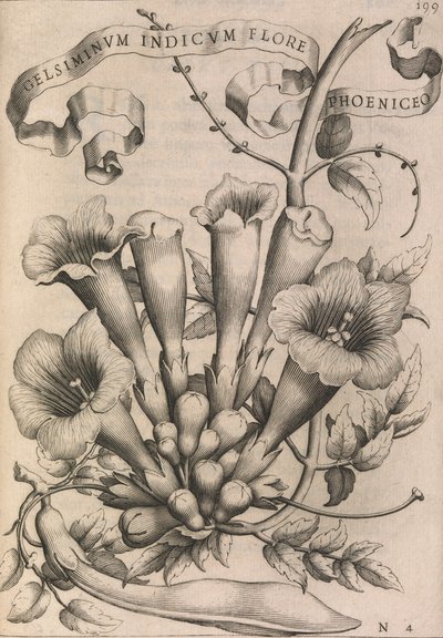 Gelsiminvm indicvm flore phoeniceo, 1633年。 作： Johann Friedrich Greuter