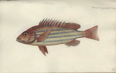 Lutjanus quinquelineatus、1790年以前 作： Johann Friedrich Hennig