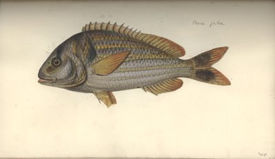 ペルカジュバ、1792年以前の紙 作： Johann Friedrich Hennig