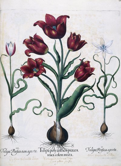 チューリップ、1613年 作： Johann Friedrich Meyer
