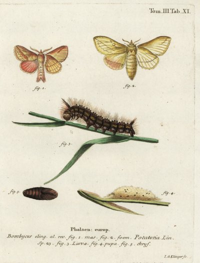 水飲み蛾、Euthrix potatoria。 作： Johann Georg Klinger