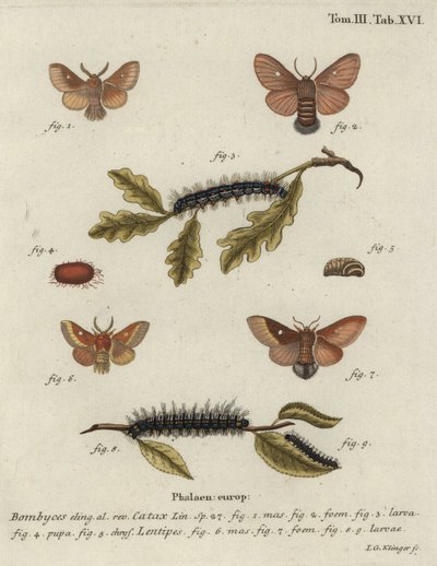 イースタン・ミサゴ（Eriogaster catax）。 作： Johann Georg Klinger