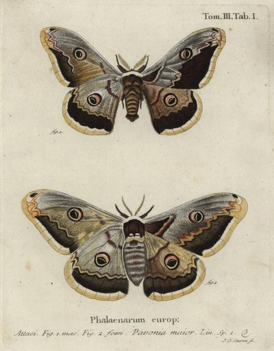 エンペラー・モス（Saturnia pavonia）。 作： Johann Georg Klinger
