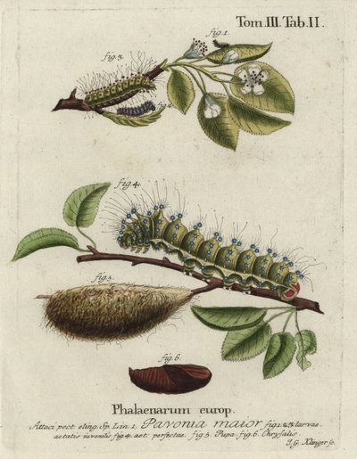 エンペラー・モス、サトゥルニア・パボニア、幼虫、サナギ、さなぎ。 作： Johann Georg Klinger