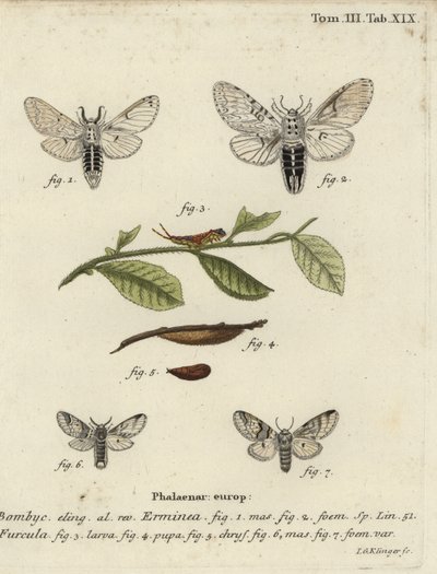 Lesser puss moth, Cerura erminea. 作： Johann Georg Klinger
