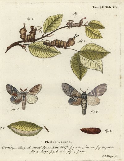 ロブスターモス（Stauropus fagi）。 作： Johann Georg Klinger