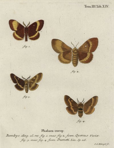 オークエガーとグラスエガーの2種類の蛾。 作： Johann Georg Klinger