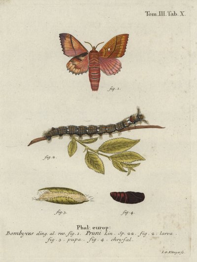 Odonestis pruni moth。 作： Johann Georg Klinger