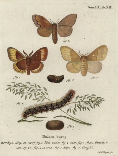 Pine tree lappet と oak eggar moth。 作： Johann Georg Klinger