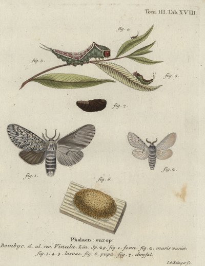 Puss moth, Cerura vinula. 作： Johann Georg Klinger