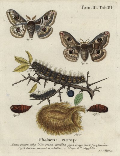 Sloe emperor moth, Saturnia spini. 作： Johann Georg Klinger