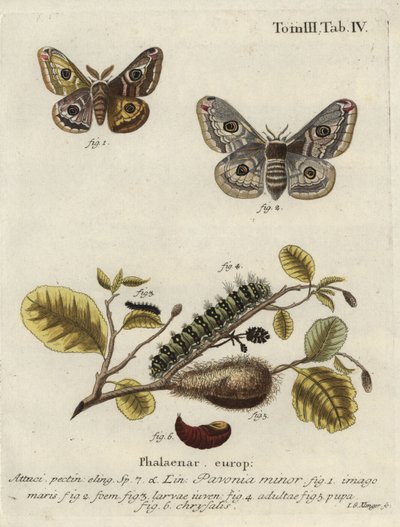 不明な画像 作： Johann Georg Klinger