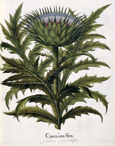 Cinera Cum Flore、1613 作： Johann Georg Ziesenis