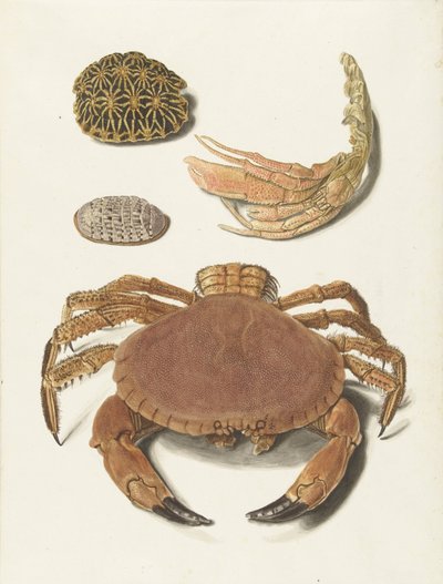 カニ、カニの爪、亀の甲羅 2 枚 作： Johann Gustav Hoch