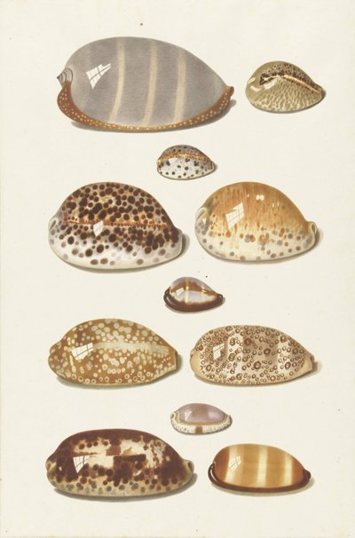 大小11個の熱帯産カウリーシェル 作： Johann Gustav Hoch