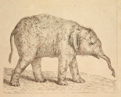 エレファント（エッチング） 作： Johann Heinrich Wilhelm Tischbein