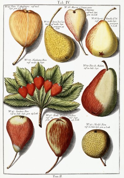 さまざまな梨の種、1760-1766 作： Johann Hermann Knoop