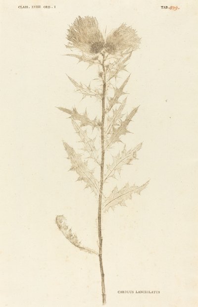 アザミ披針形 作： Johann Hieronymus Kniphof