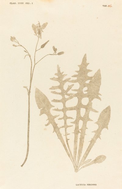 多年生レタス 作： Johann Hieronymus Kniphof