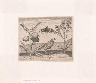 風景の中に花や動物を描いた版画シリーズ レモンの木、ウズラ、スピードウェルのある風景 動植物と花のある風景（連載タイトル） 作： Johann Hogenberg