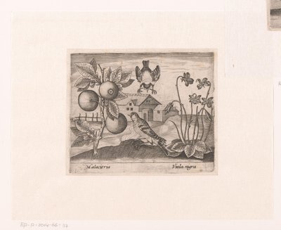 風景の中に花や動物を描いた版画シリーズ 柑橘類、鳥、スミレのある風景 動植物と花のある風景（連載タイトル） 作： Johann Hogenberg