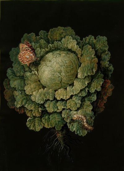 サボイキャベツ-キャベツ、ファルター- J。u。 B.ディーチェ 作： Johann Jacob Dietzsch