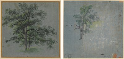 2 本の木 (右) 木の研究 (裏面) 作： Johann Jacob Dorner