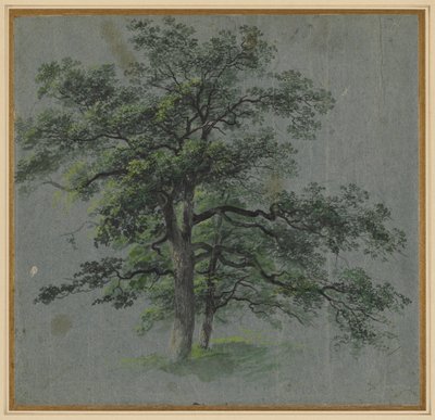 2本の木」（長方形） 「木の研究」（裏面） 1800年代前半 作： Johann Jacob Dorner
