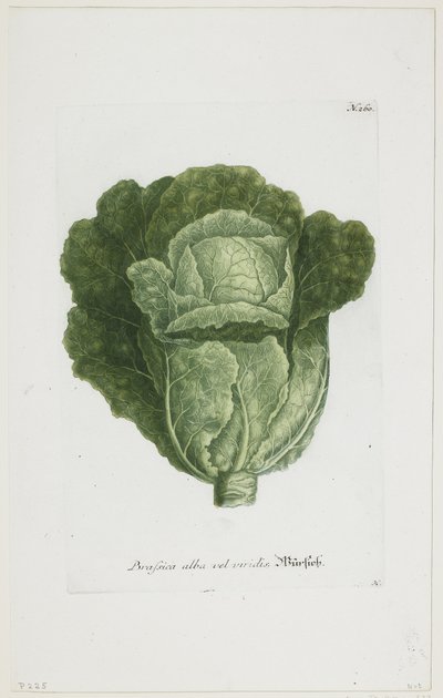 白または緑のキャベツ、Phytanthoza Iconographia、1735-45 作： Johann Jakob Haid