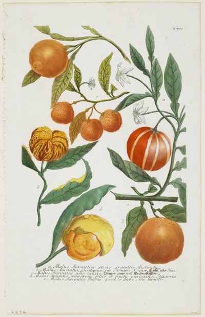 ae Malus Aurantiaなど、Phytanthoza Iconographia、1735-45 作： Johann Jakob Haid