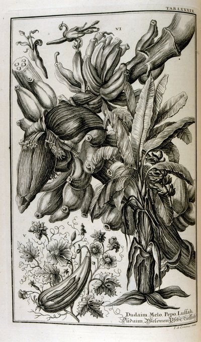 マンドレークやメロンなどの聖書の植物や果物 作： Johann Jakob Scheuchzer