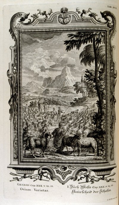 羊の聖書の品種 作： Johann Jakob Scheuchzer