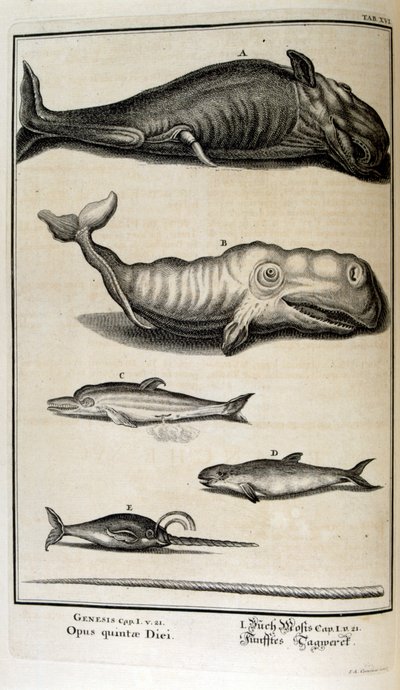 スイスの学者による「Physica Sacra」の銅版画。 ヨハン・ヤコブ・ショイツァー 作： Johann Jakob Scheuchzer
