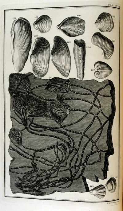 化石化した骨は、聖書の大洪水によって破壊された動物を表しています 作： Johann Jakob Scheuchzer