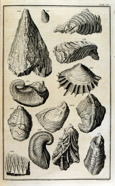 聖書の大洪水によって破壊された動物を表す貝殻の化石化した残骸 作： Johann Jakob Scheuchzer
