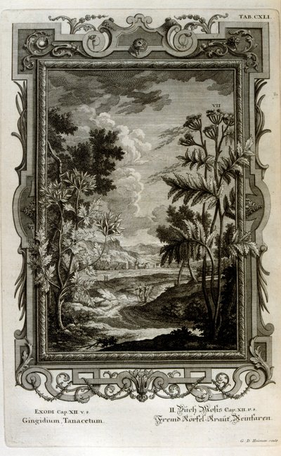 図 作： Johann Jakob Scheuchzer