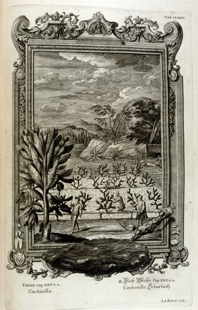 サボテンの栽培 作： Johann Jakob Scheuchzer
