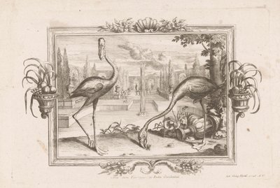 ツイフラミンゴ Aves dicta Flaminges ex India Occidentali (オブジェクトのタイトル) 作： Johann Jakob Stelzer